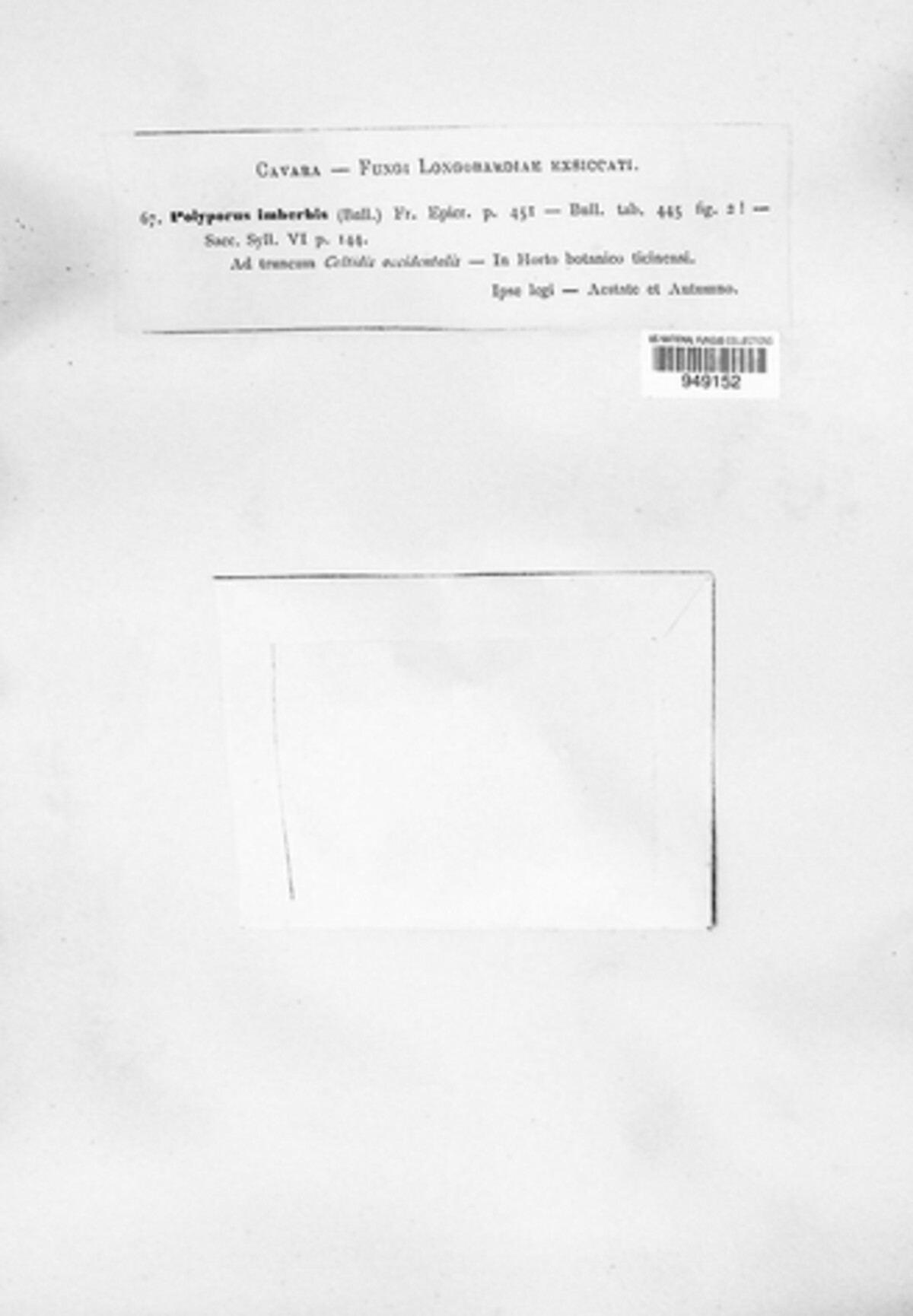 Polyporus imberbis image